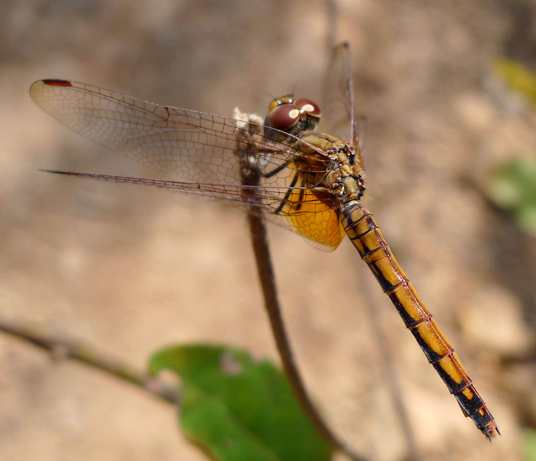 a large yellow dragonfly rests on a thin stem