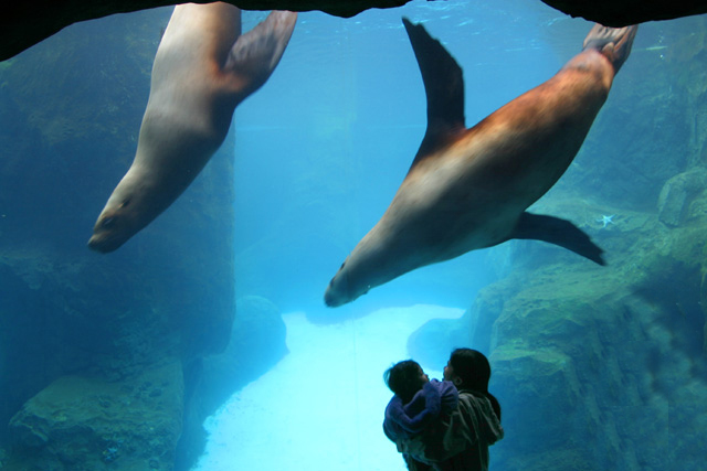a boy looking at sealions in an aquarium