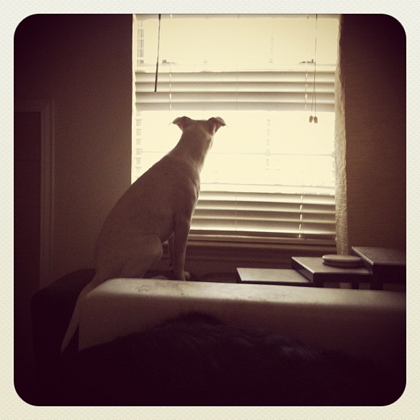 a dog sitting on a window sill looking out the window
