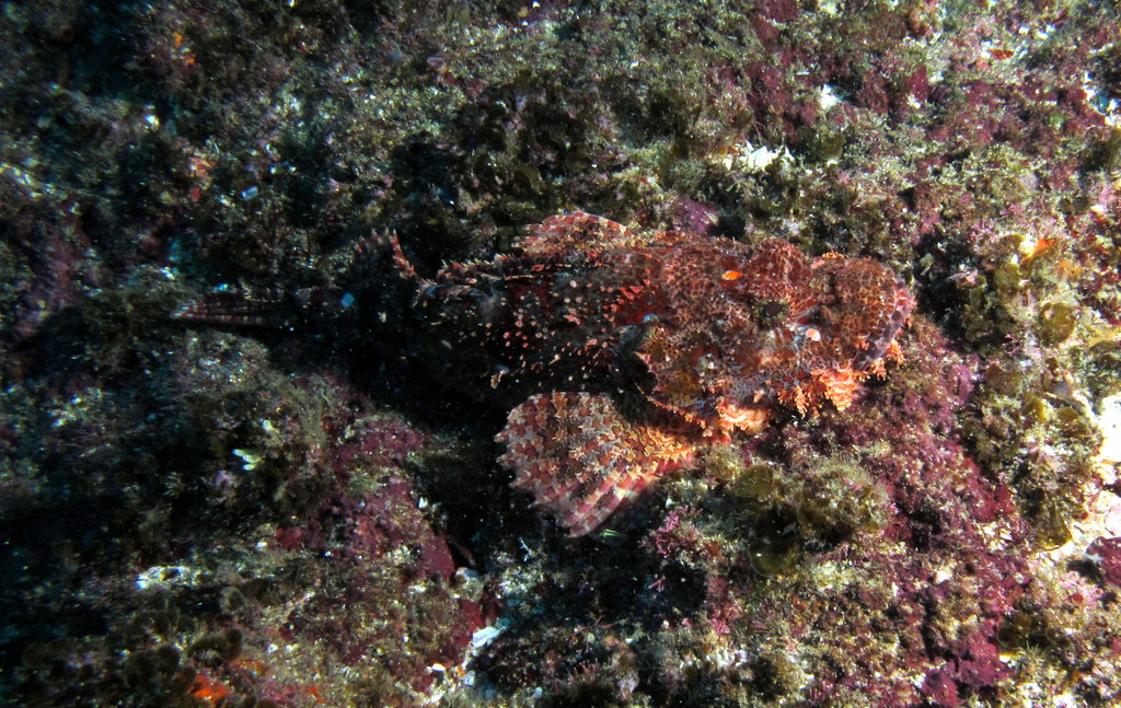 an underwater scene of sea slugs and algae in the water