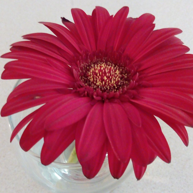 a purple daisy in a small glass vase