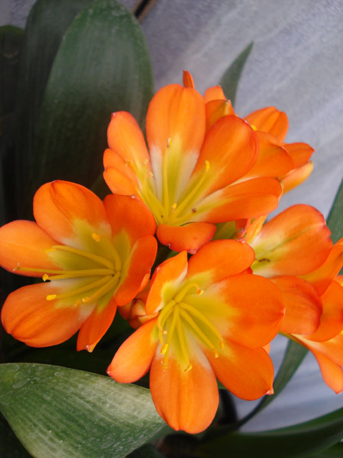 orange flowers with green stems in a vase