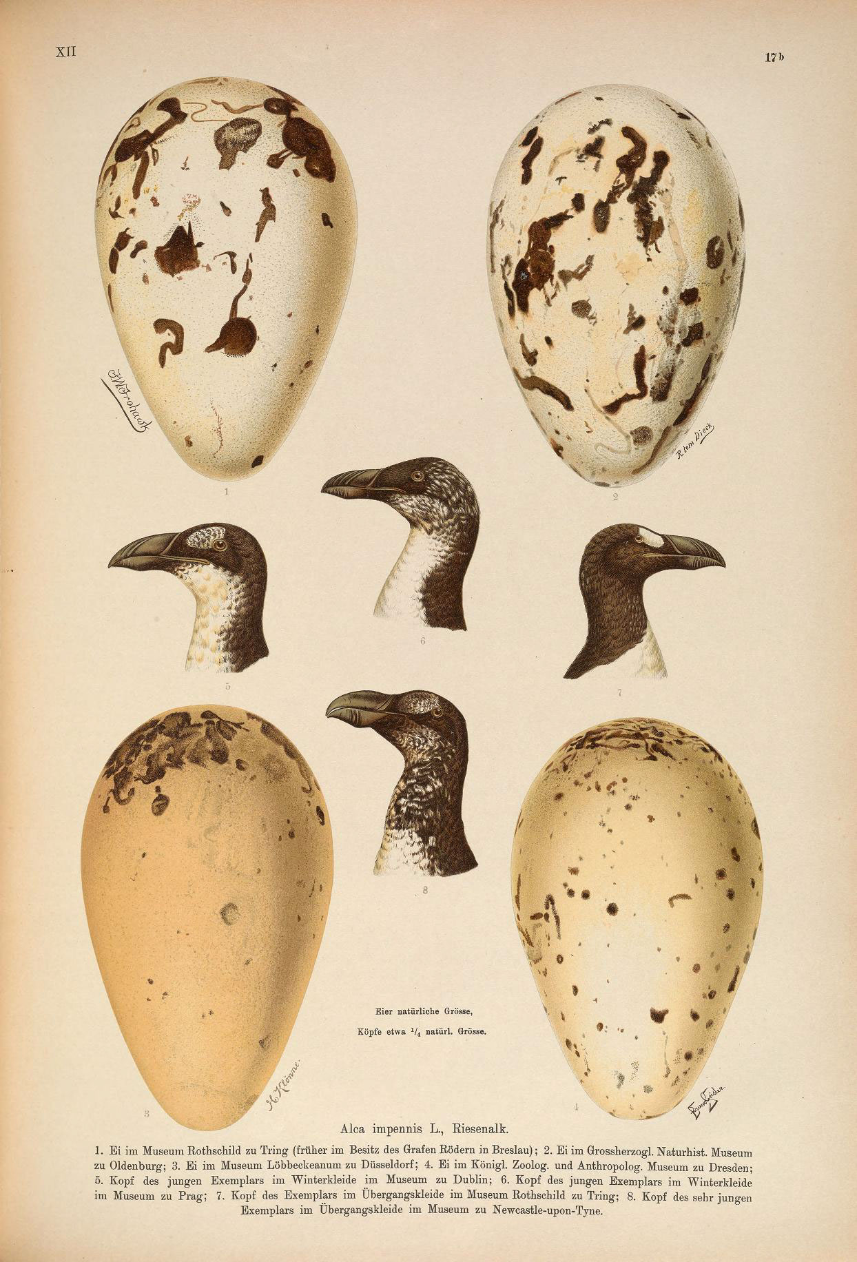 old pograph of quails from the nineteenth century