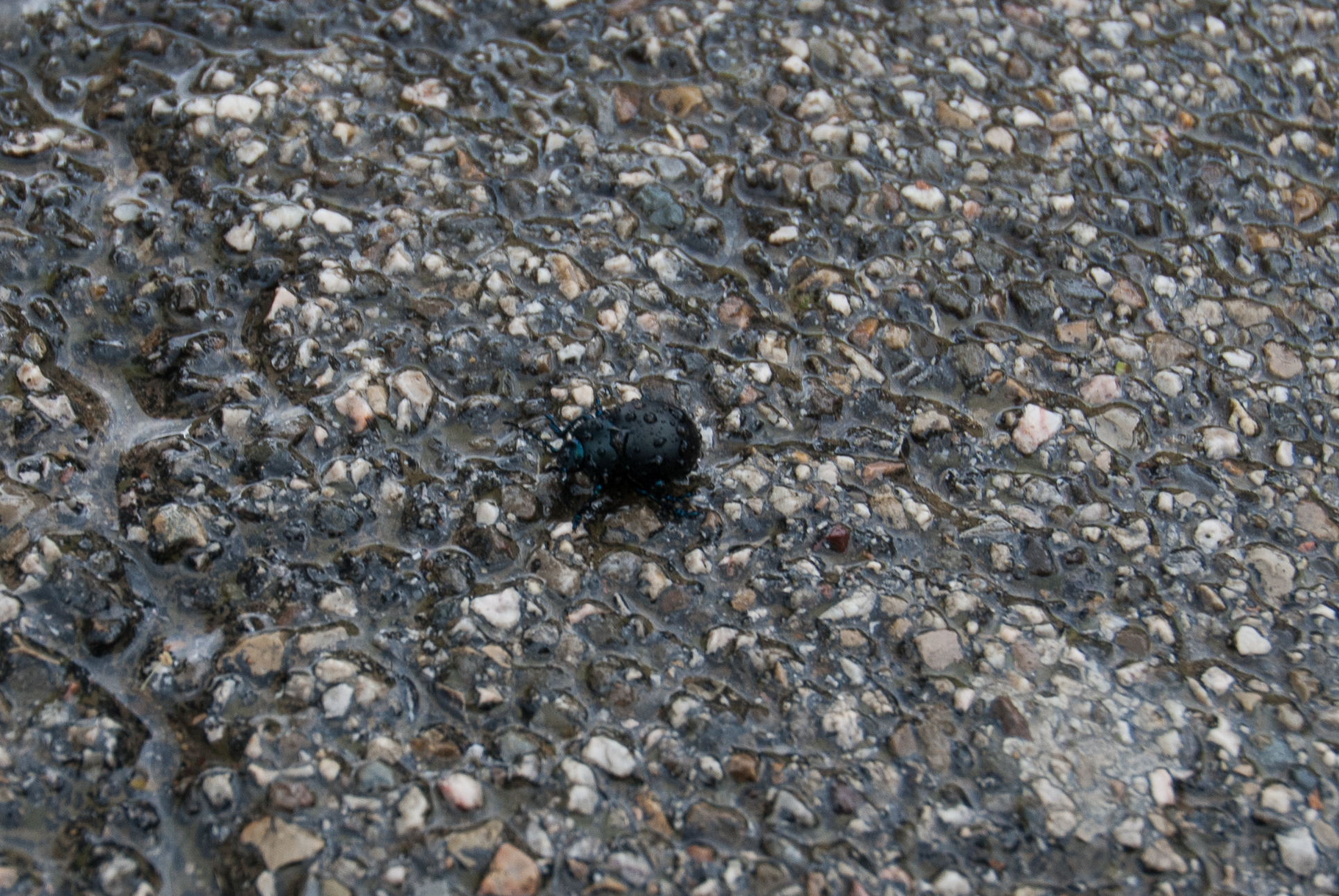 the black bug is sitting in the gravel