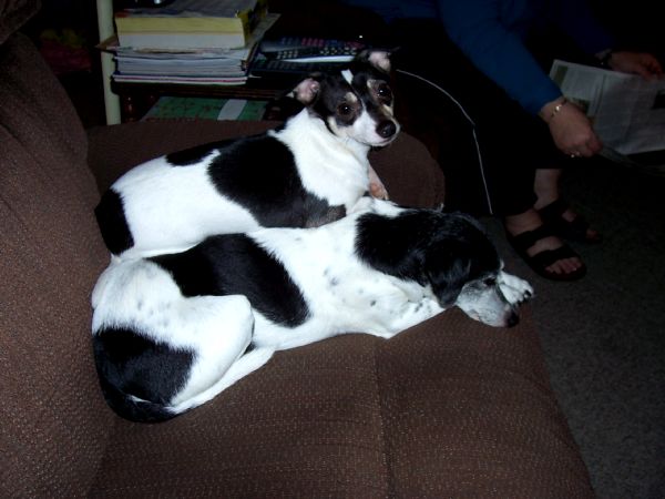 a dog sleeping on the sofa with his head propped up on another dog
