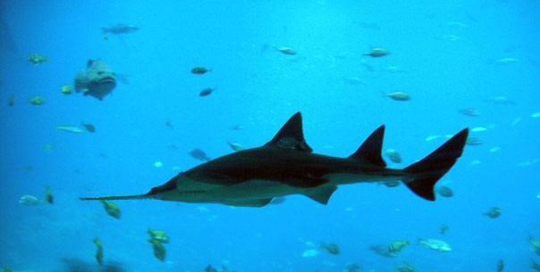 a shark that is swimming near a lot of other fish