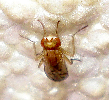 a fly sits on the white surface of a white surface