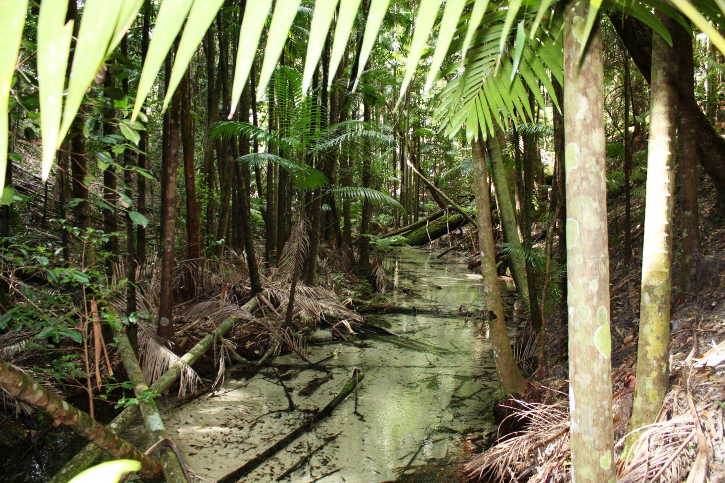 an area with many green trees, trees, and water