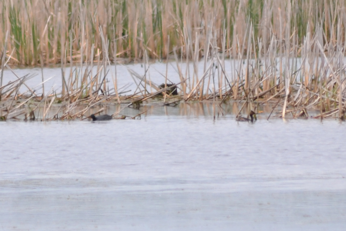 some birds swim around a pond surrounded by reeds