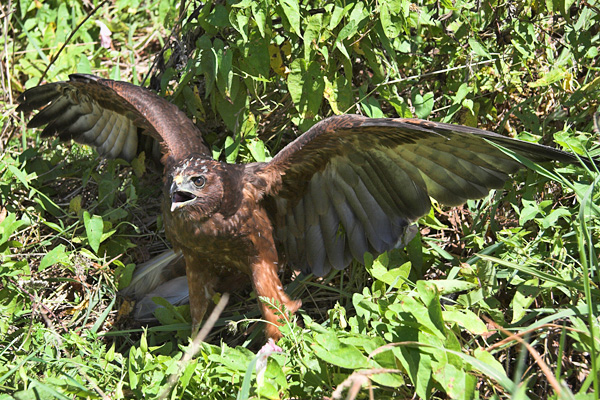 a hawk sitting in the tall grass with wings spread