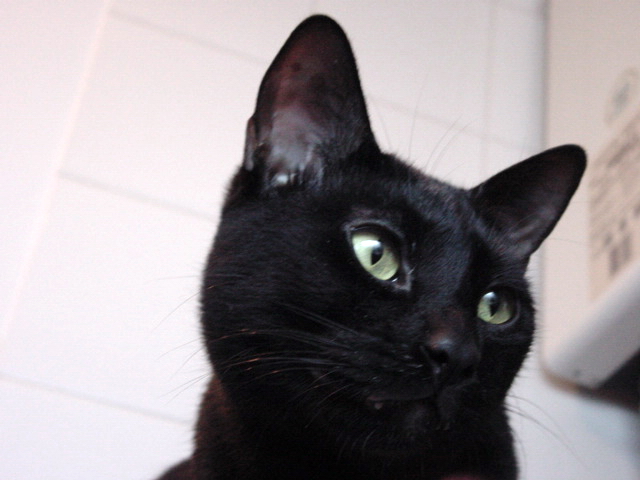 a black cat is staring up at the camera