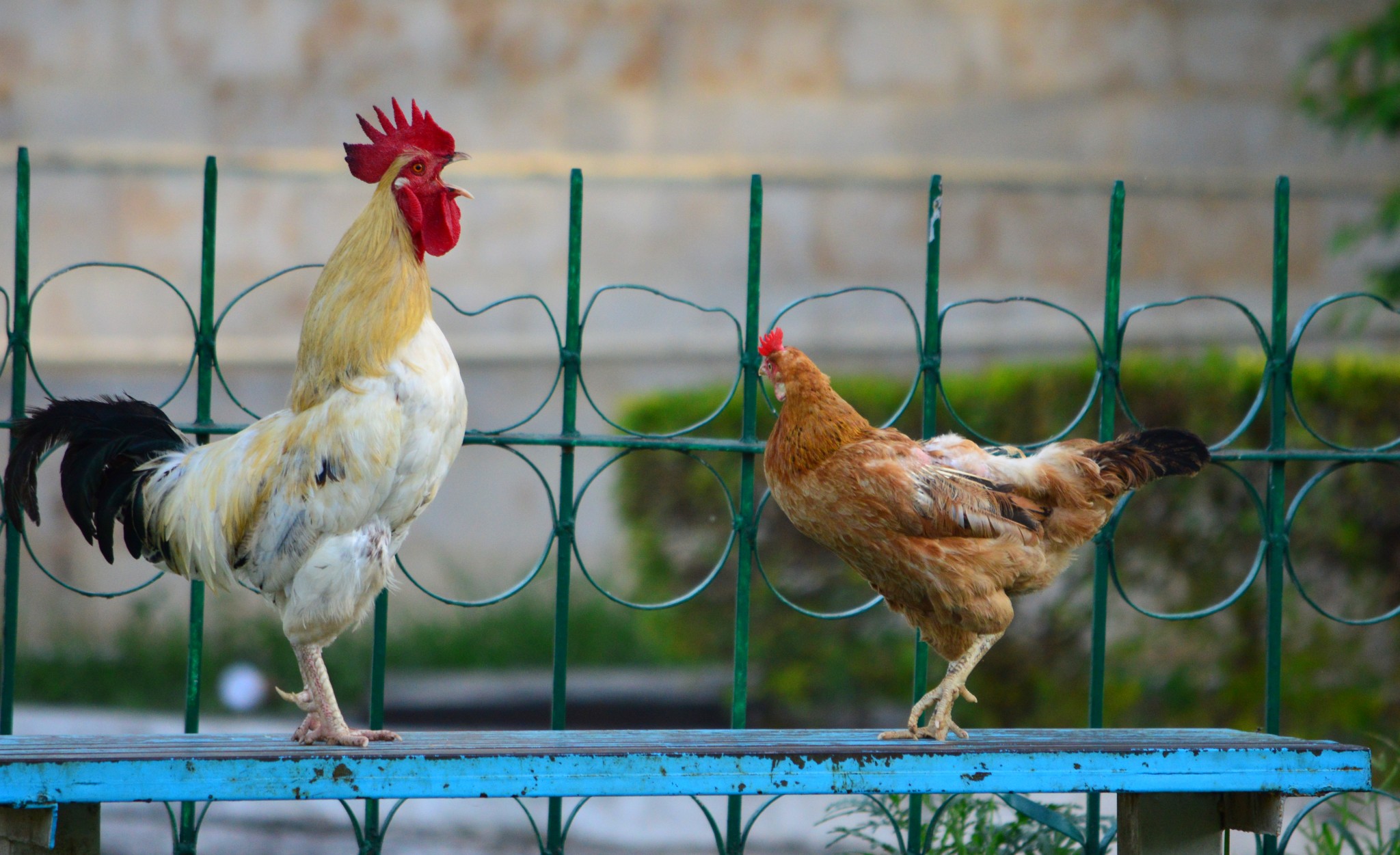 two roosters with one standing on top of a bench