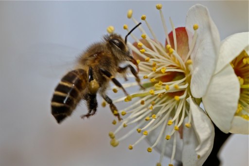 a bee in flight next to a flower