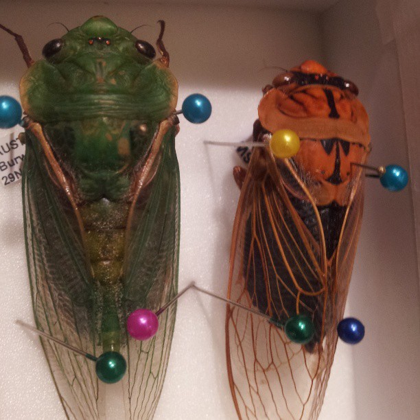 two large insects hanging off of the side of a wall