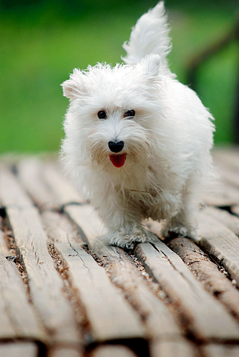 a white dog that is on top of a piece of wood