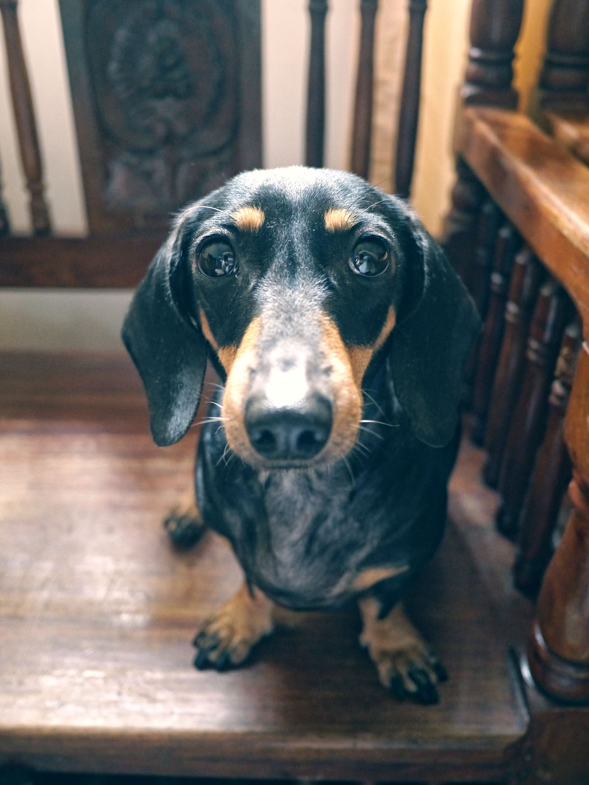 a brown dog with black ears and a brown nose