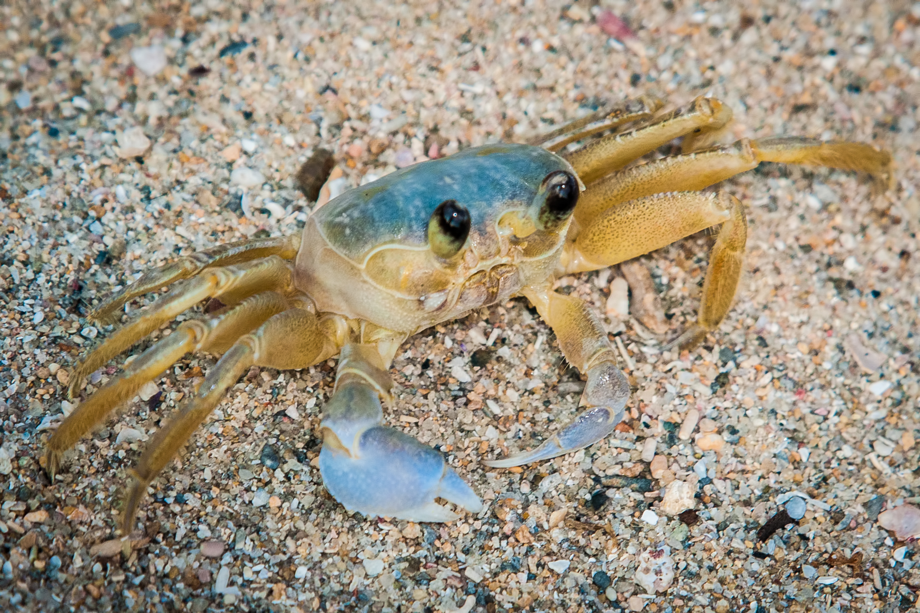 a crab on the sand with it's head under water