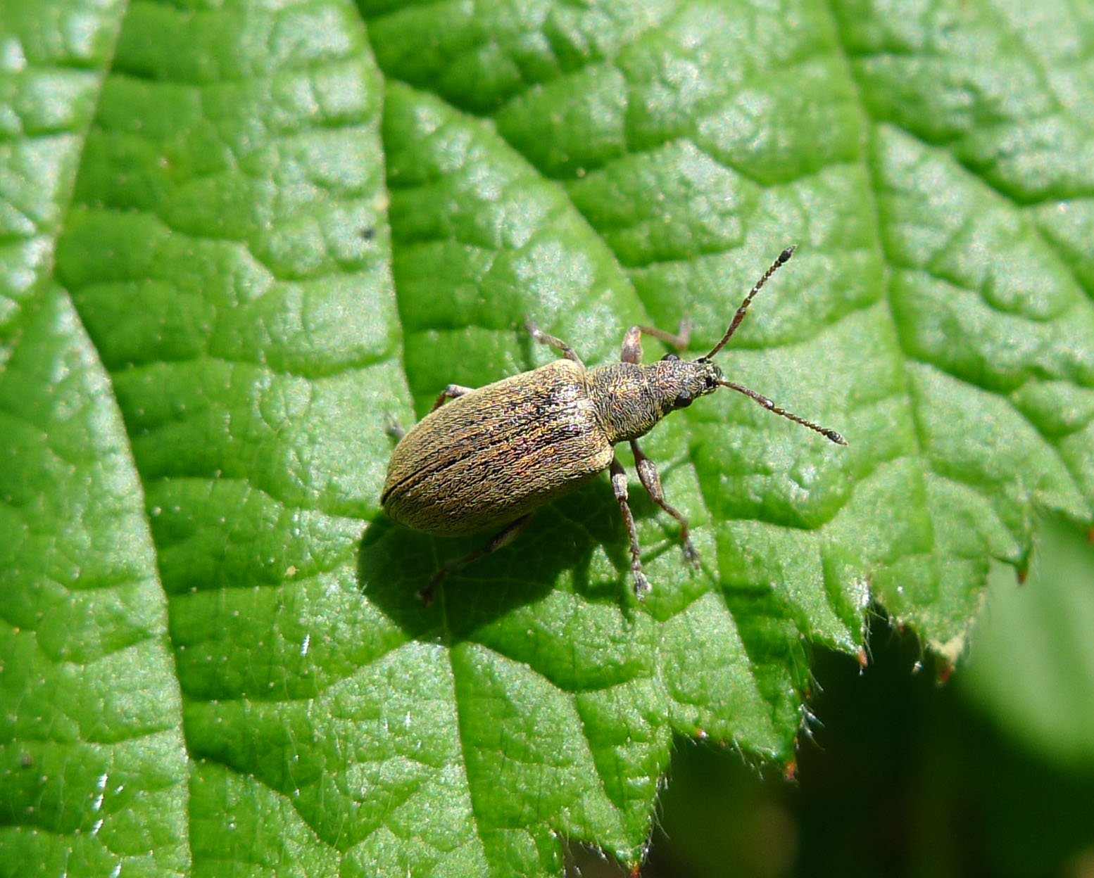 a bug sits on top of a green leaf