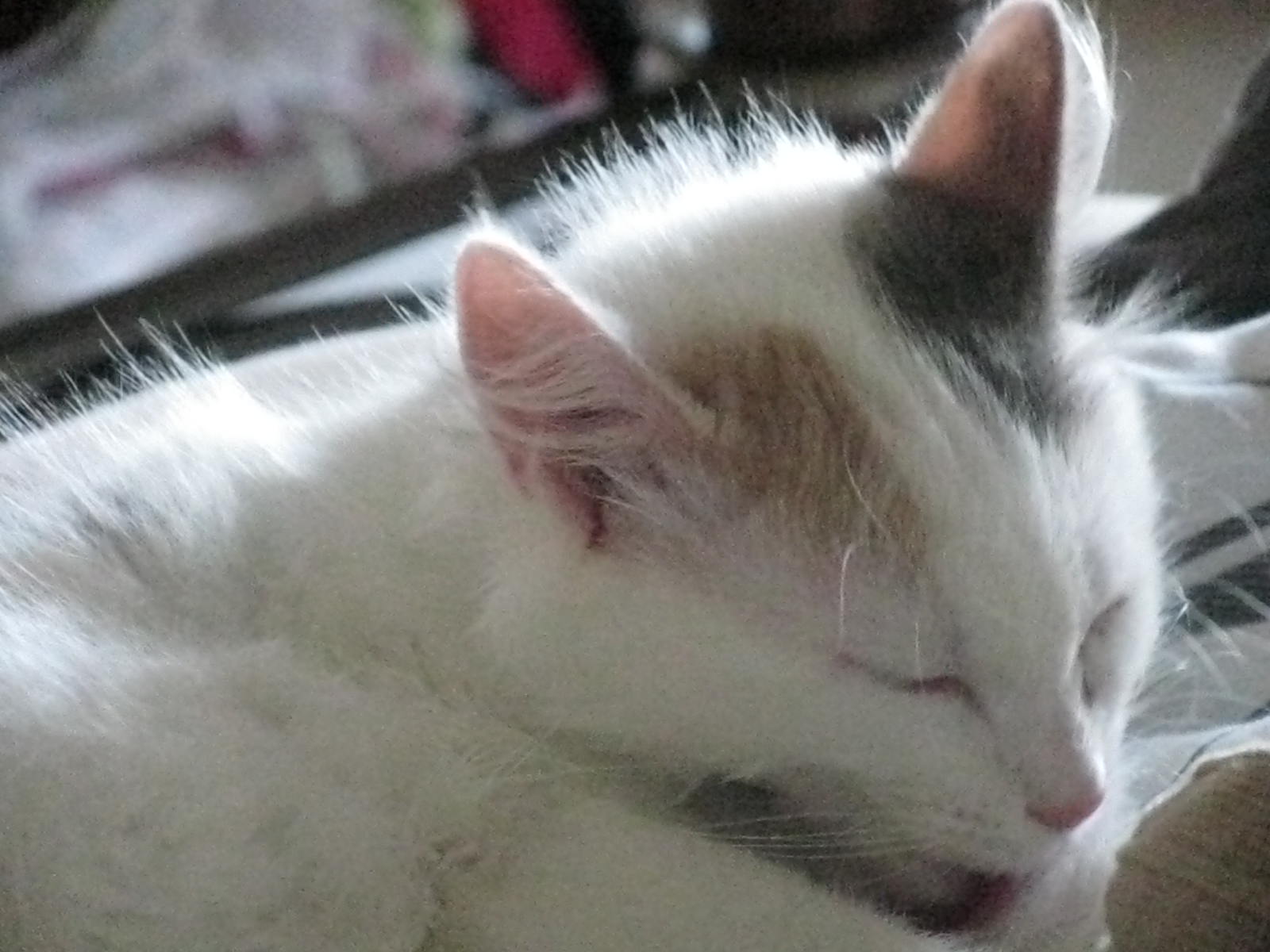 a close up of a cat laying on a pillow