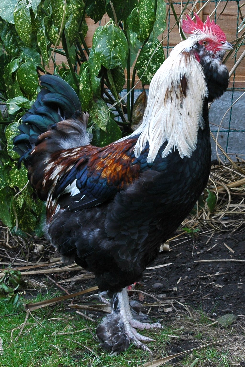 a black chicken standing on the grass in front of a plant