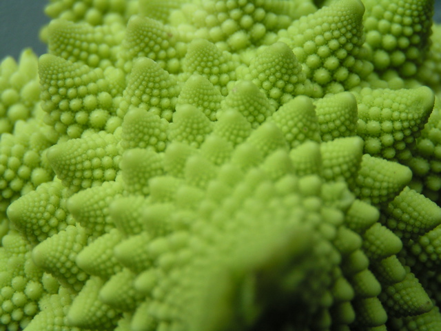 close up view of an abstract, decorative coral like object