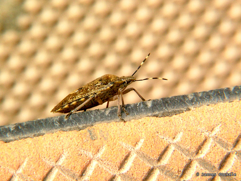 a brown insect is standing on the surface