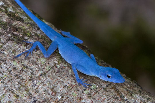 a blue gecko sitting on the side of a tree