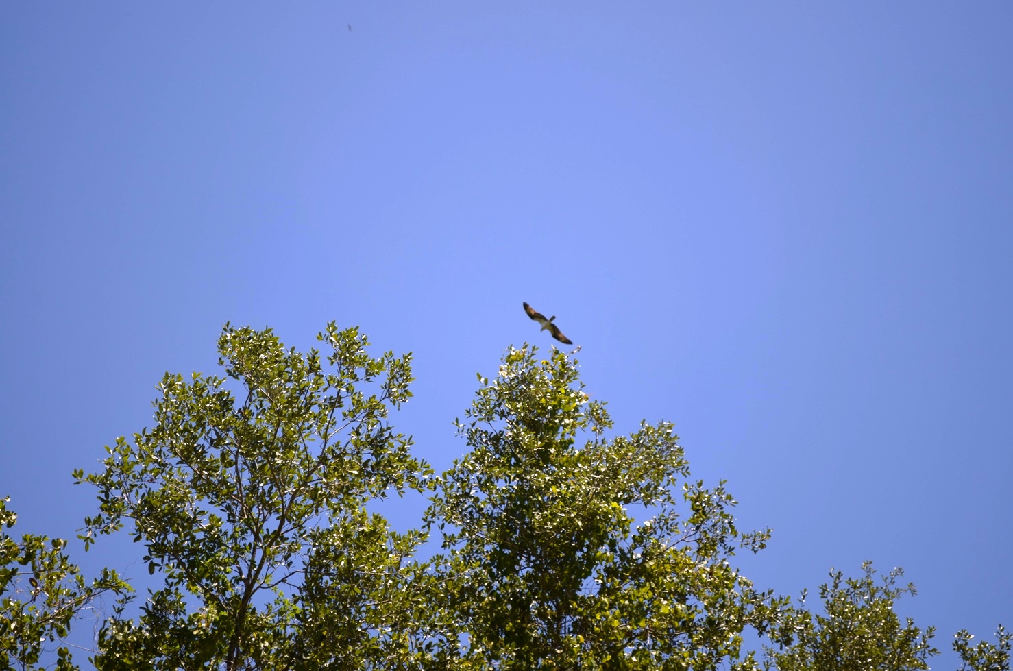 a bird flying through the air near some trees