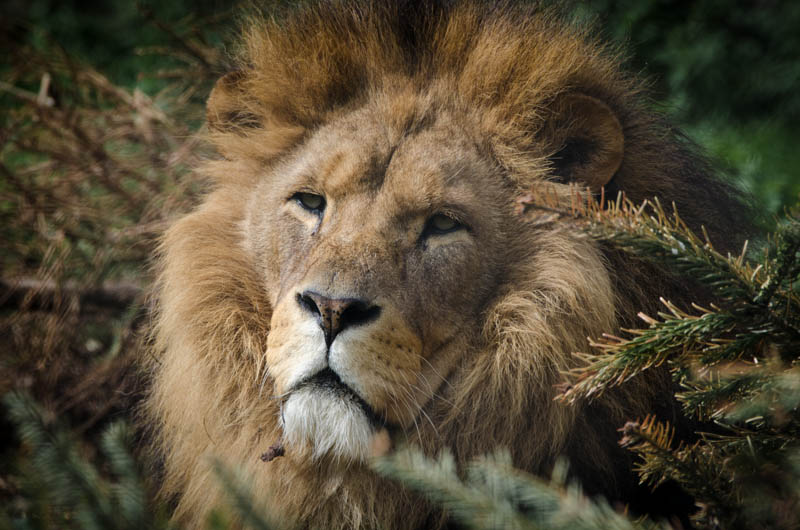 a big hairy lion rests in the middle of some trees