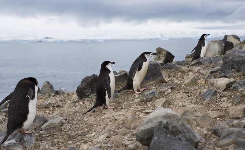 a number of penguins on a rocky shoreline