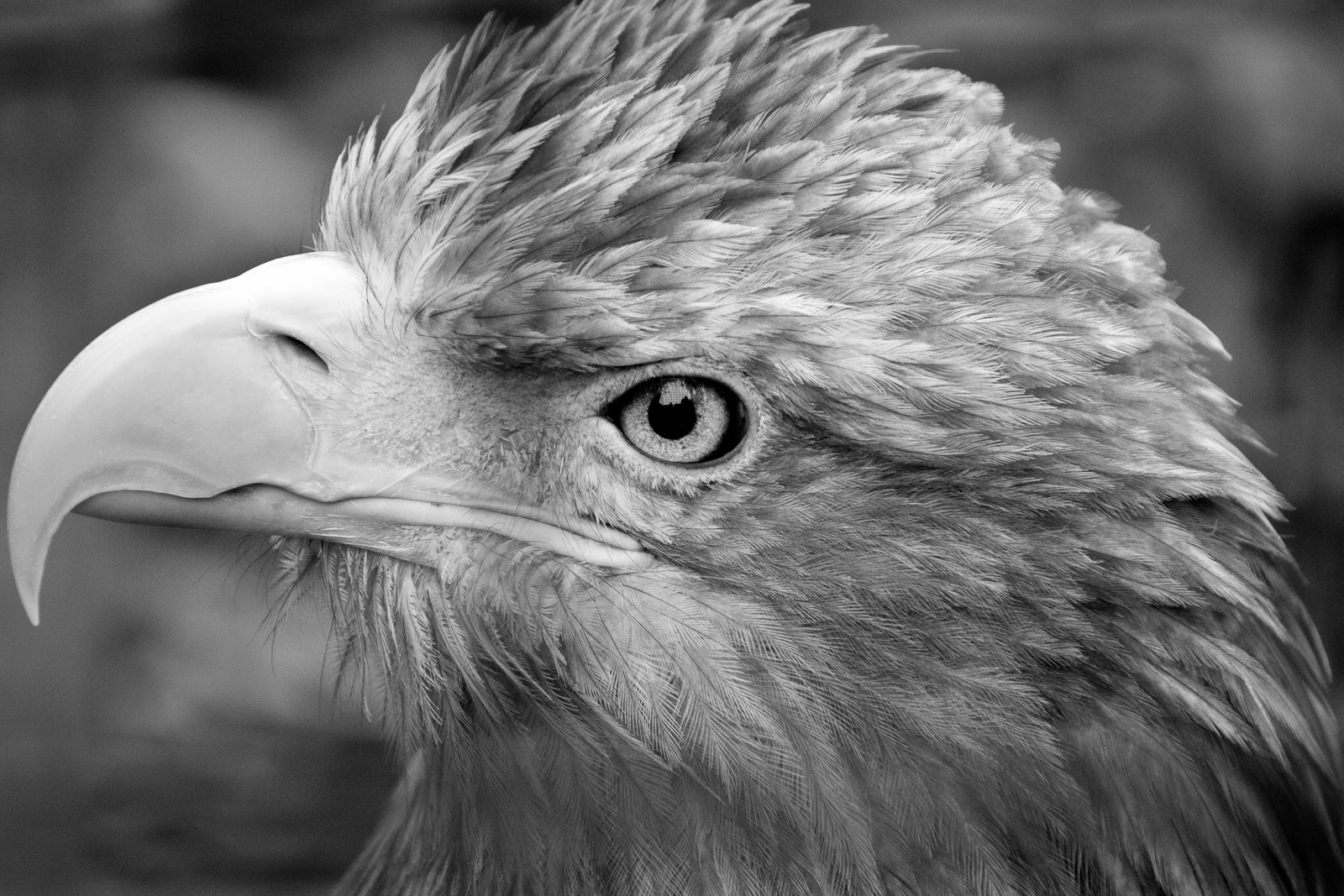 an eagle close up is shown in black and white