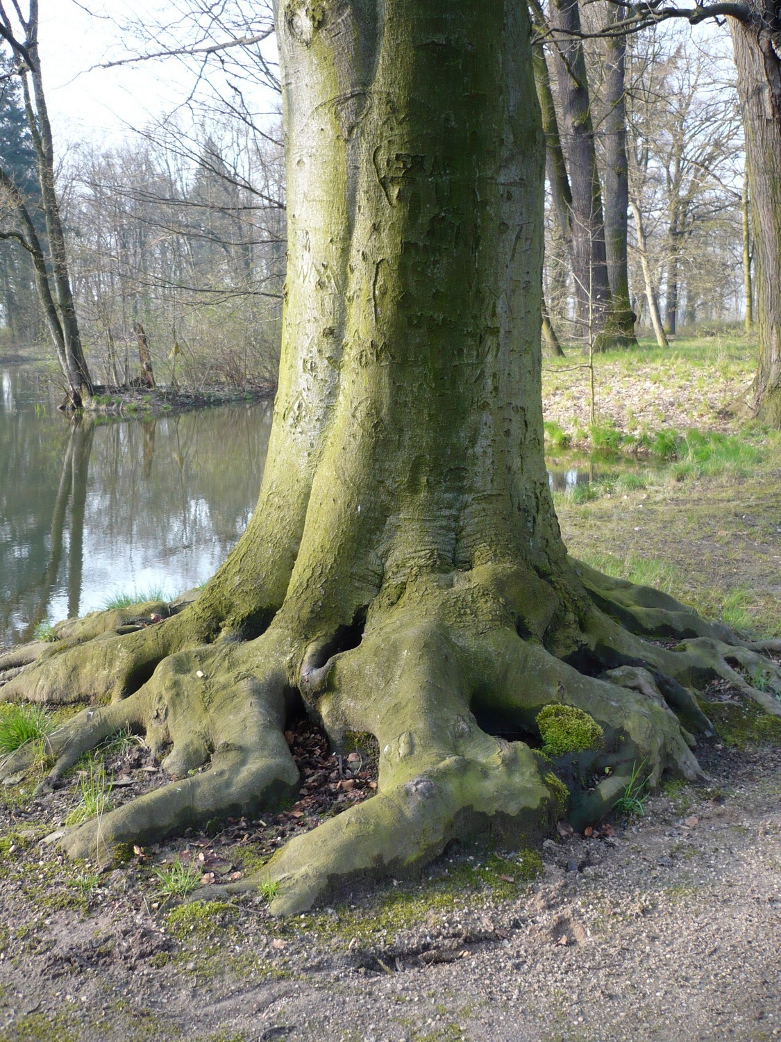 an older tree with its roots exposed along a path