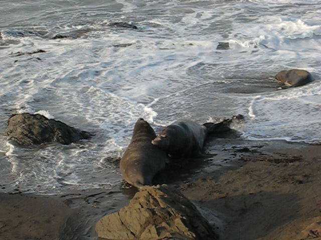 elephants laying on rocks on beach near water