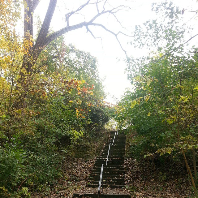 a set of stairs that are in the woods