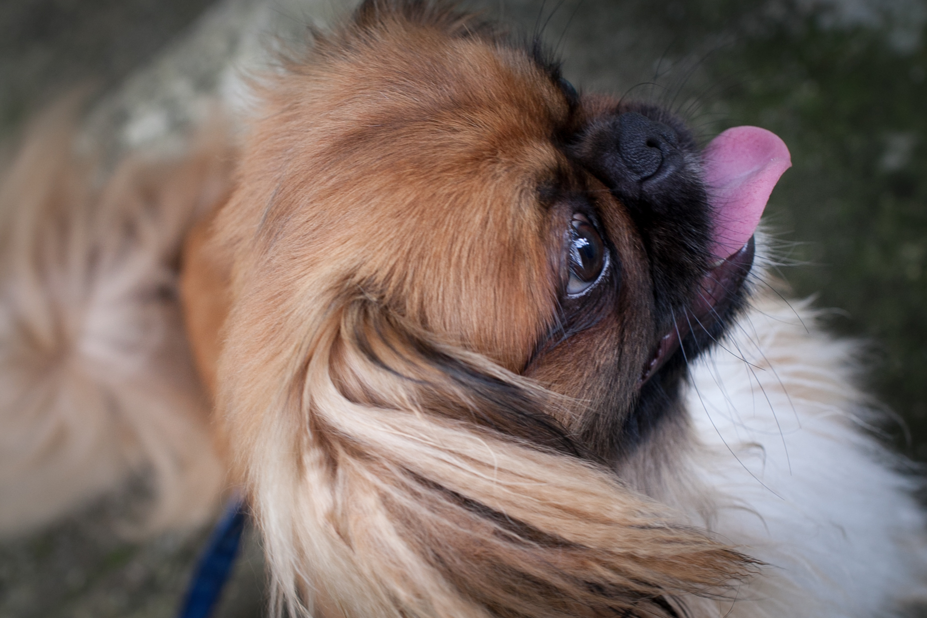 a small dog laying down on a leash