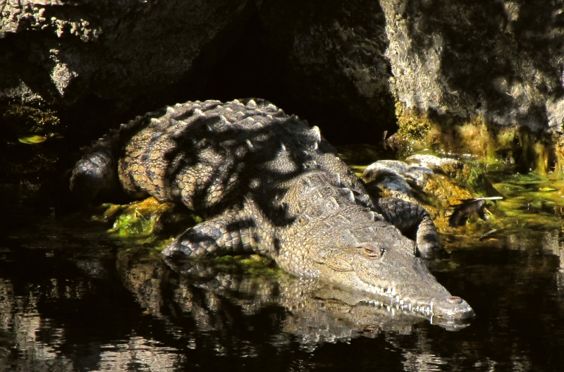 a large crocodile sitting in water next to rocks