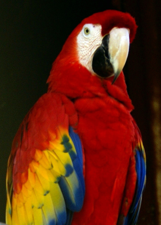 a parrot with red, yellow, and green feathers standing on the ground