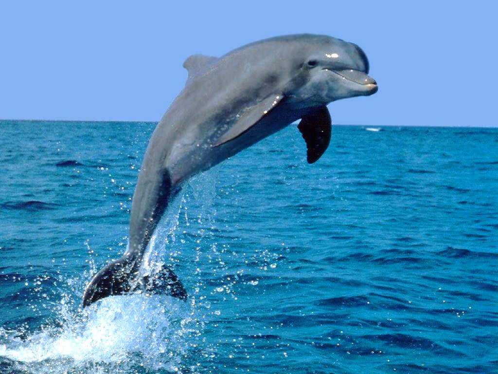 a dolphin jumping in the water from the ocean
