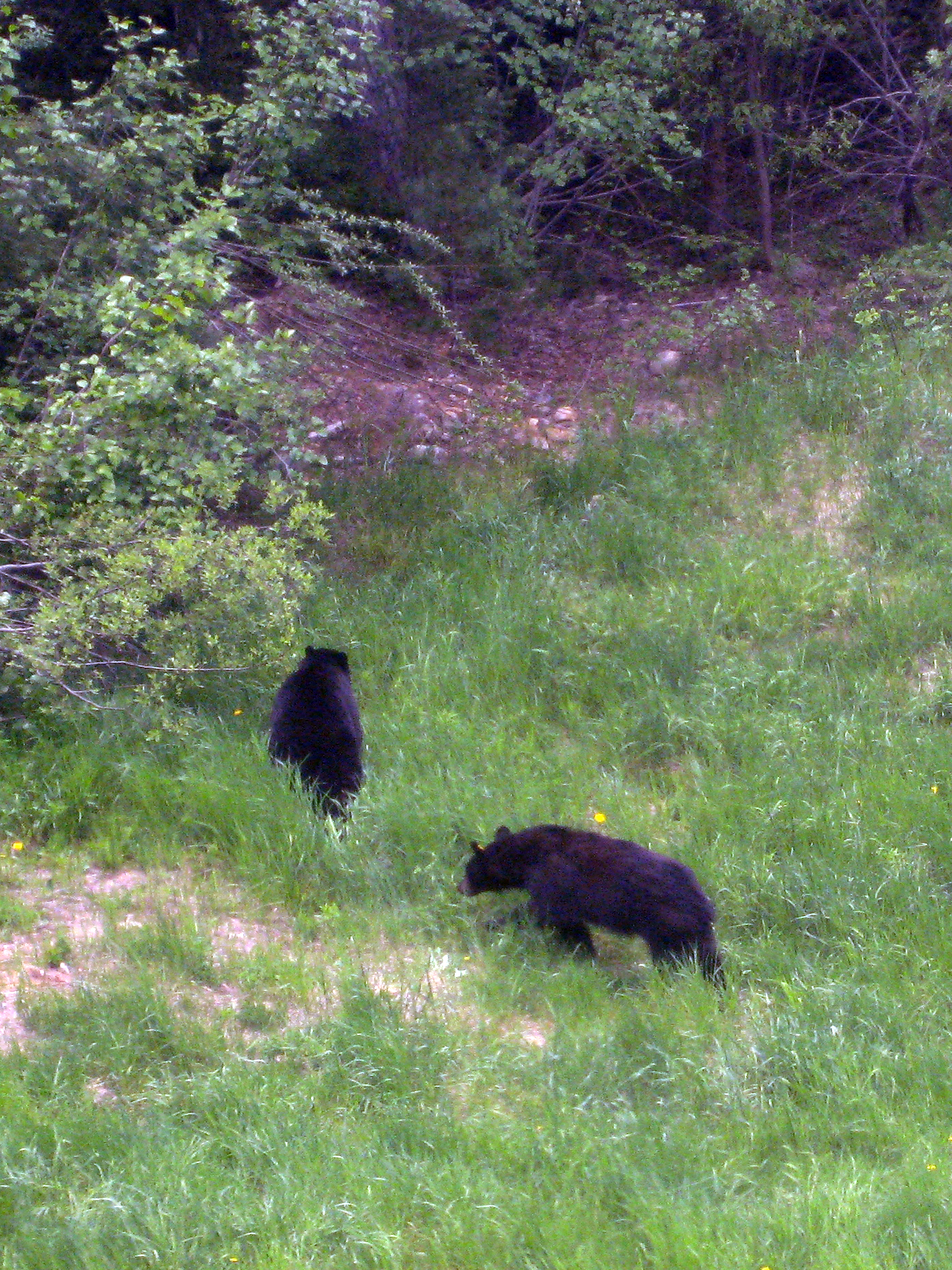 two black bears are on the side of a hill in a field