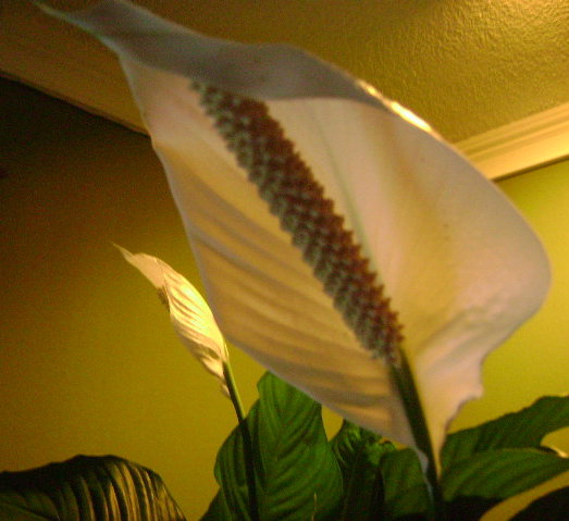 this plant is inside of the house, and is about to blossom