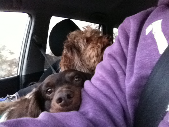 a brown dog and a black dog in a car