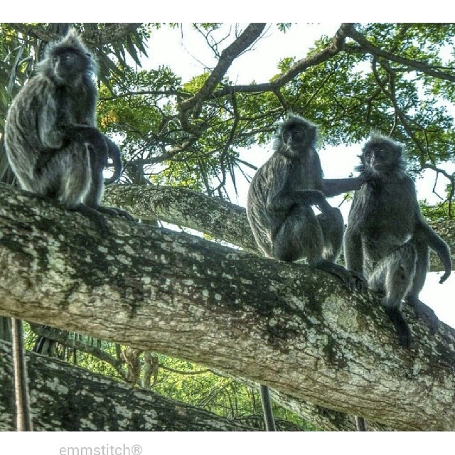 three monkeys sitting on the nch of a tree
