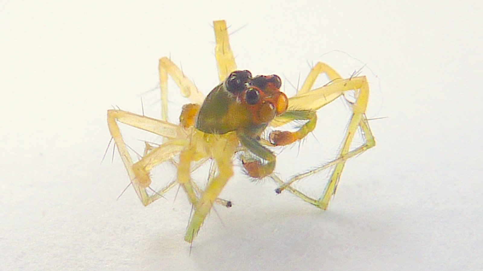 a close up image of a green and yellow spider