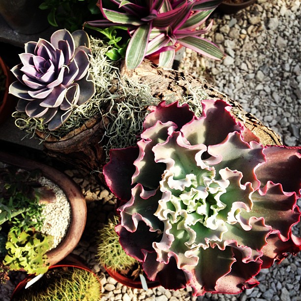 three different colored succulents with moss growing on them