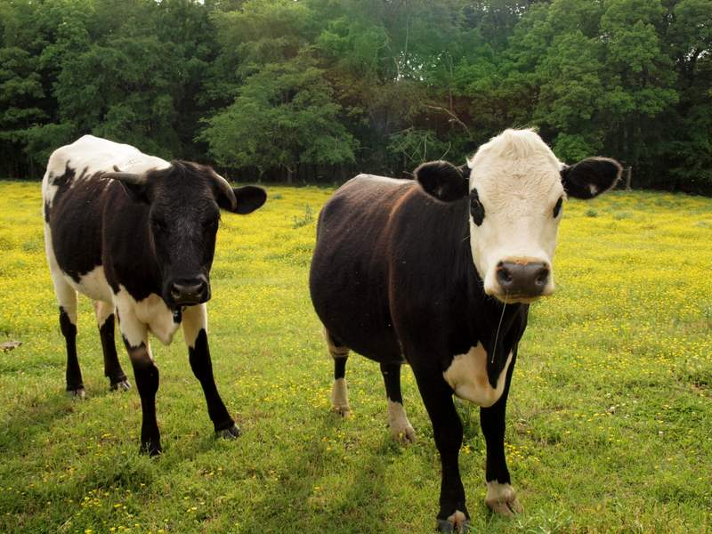 two cows standing on the grass near each other