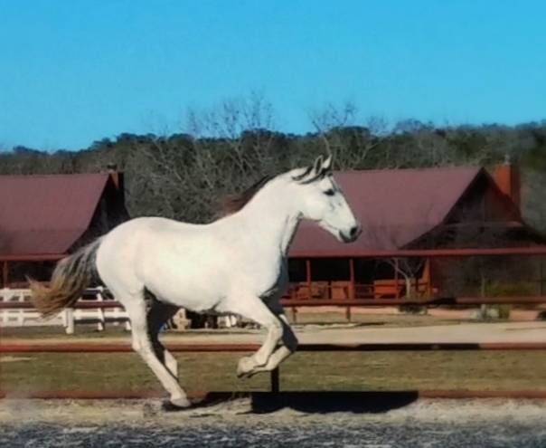 a white horse running across a field next to a barn