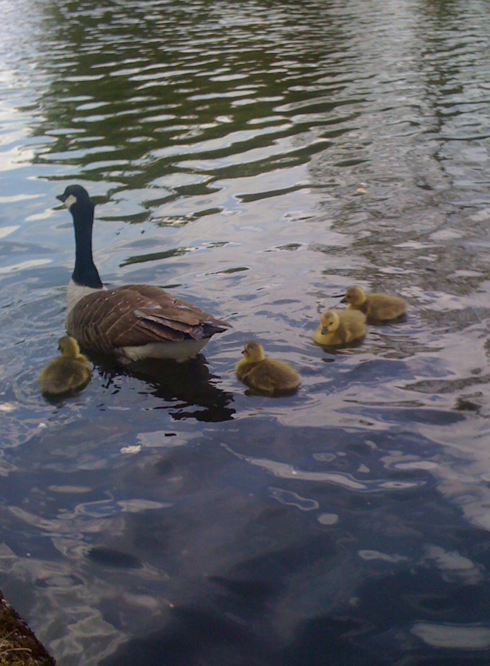 a few ducklings and two ducks in a body of water