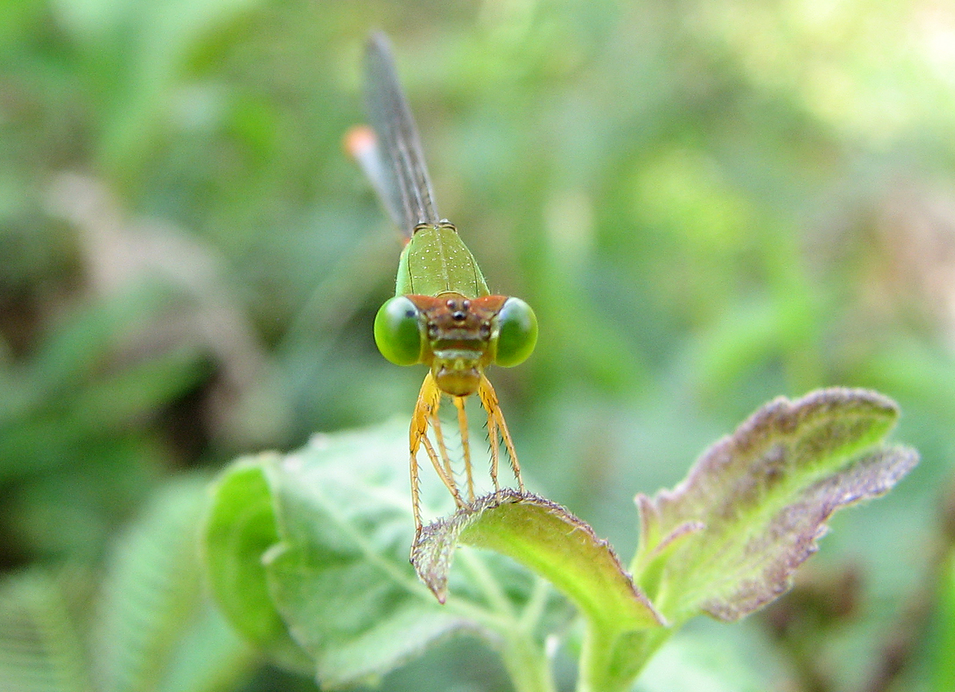 a close up po of a insect on a green leaf