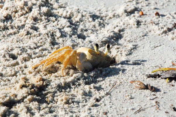 this dead crab is on the beach and sand