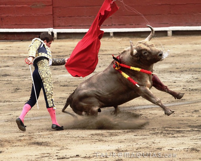a mata is falling off a bull that is in the air